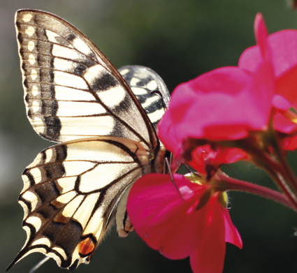 Schmetterling