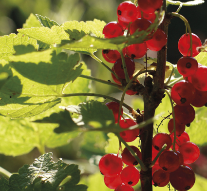 rote Johannisbeere